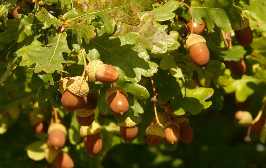 Acorns growing among green oak leaves