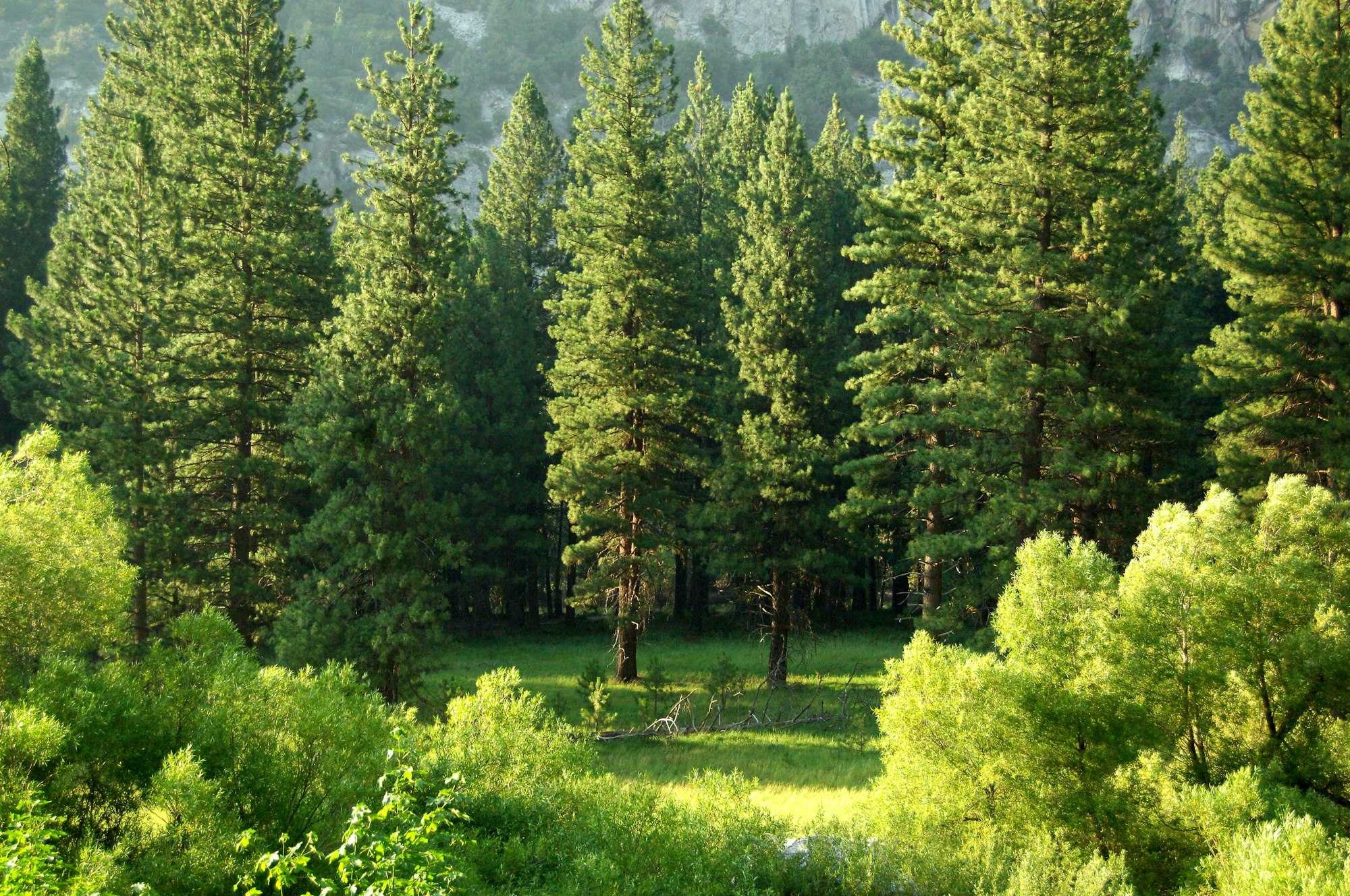 Sunlit evergreen forest