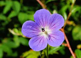 Purple foundation flower