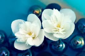 White foundation flowers
