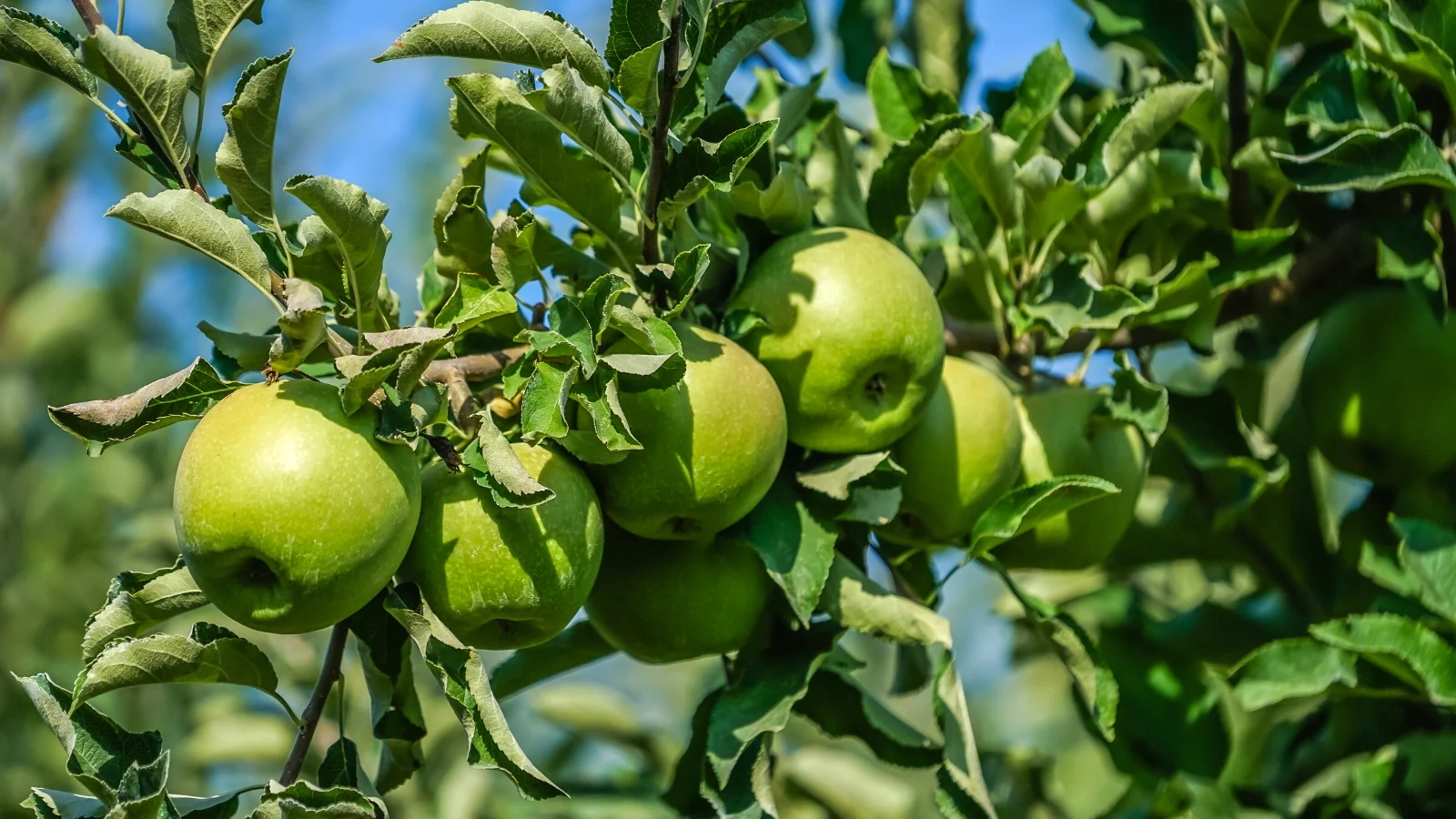 Green apples