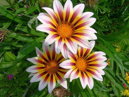 Pink and yellow Level 3 flowers